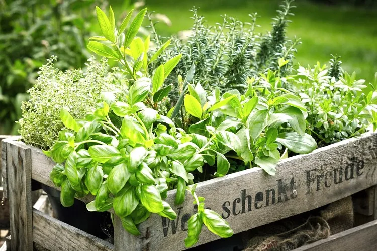 cultiver des plantes aromatiques au jardin