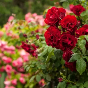 de beaux arbustes de rosiers