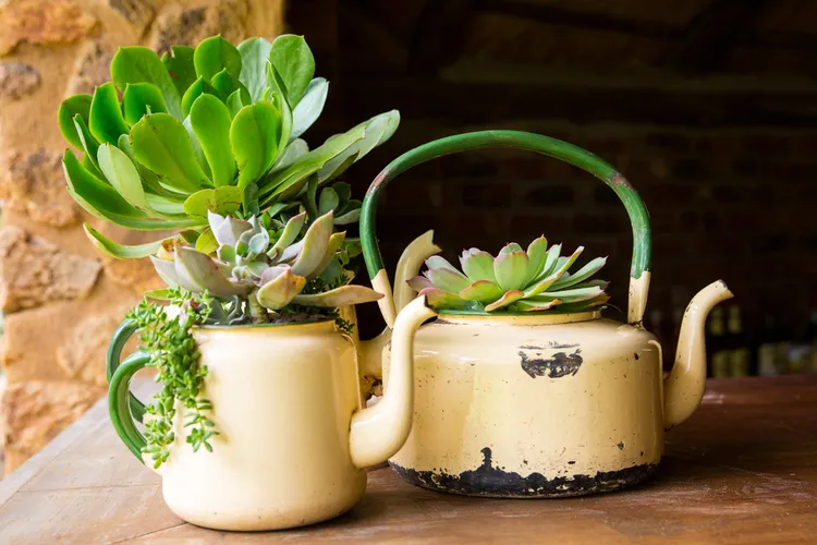 de vieilles theière vintage qui servent de pots pour succulentes