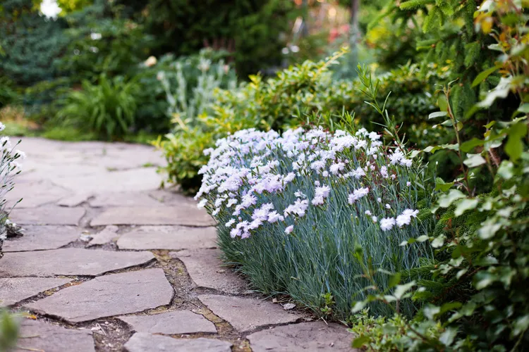 dianthus plumaris en tant que plante vivace pour bordure