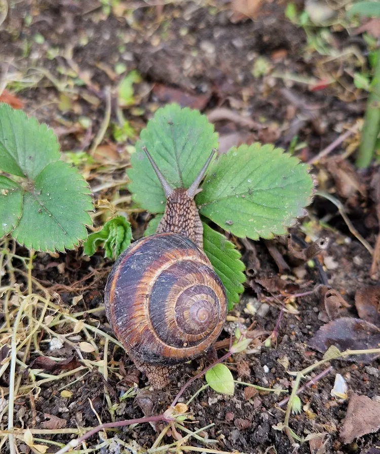 Éloigner les limaces du jardin avec de l'ammoniaque