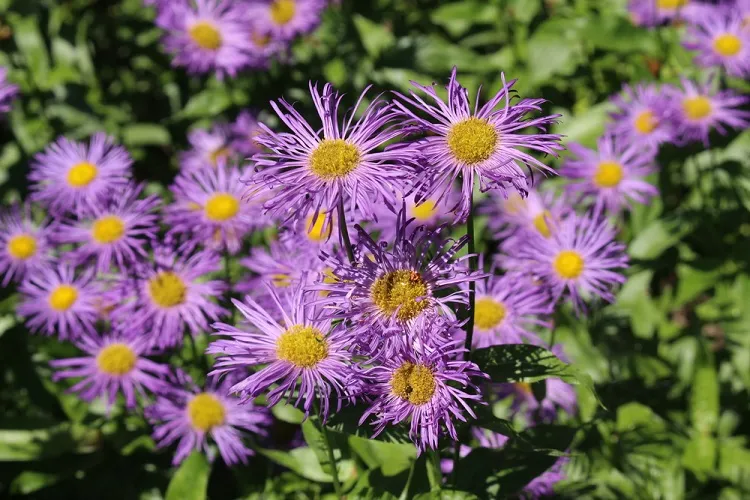 Érigeron (vergerette) une fleur violette très délicate