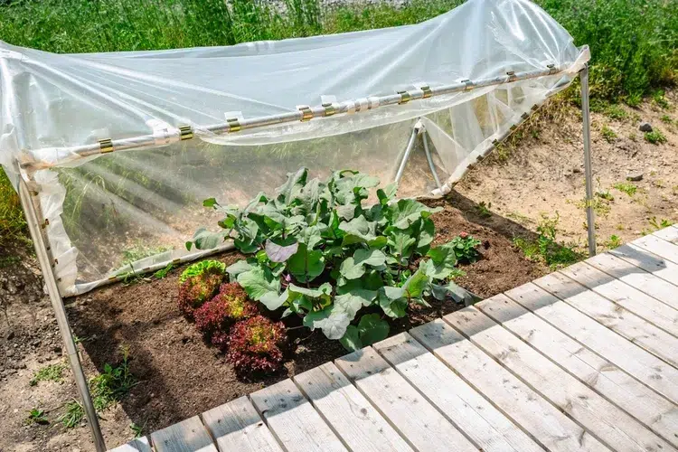 faire un potager facilement