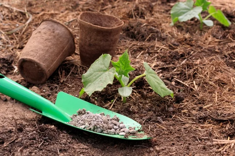 fertiliser de jeunes plants de concombre avec un engrais minéral