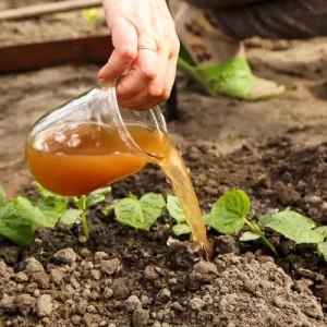 fertiliser les jeunes plants de concombre avec un engrais liquide