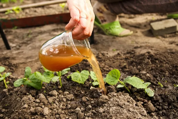 fertiliser les jeunes plants de concombre avec un engrais liquide