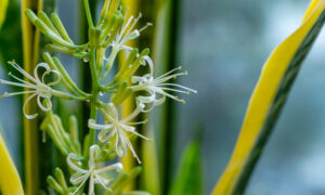 striped,leaves,and,flower,of,sansevieria,trifasciata,'laurentii'.,variegated,tropical