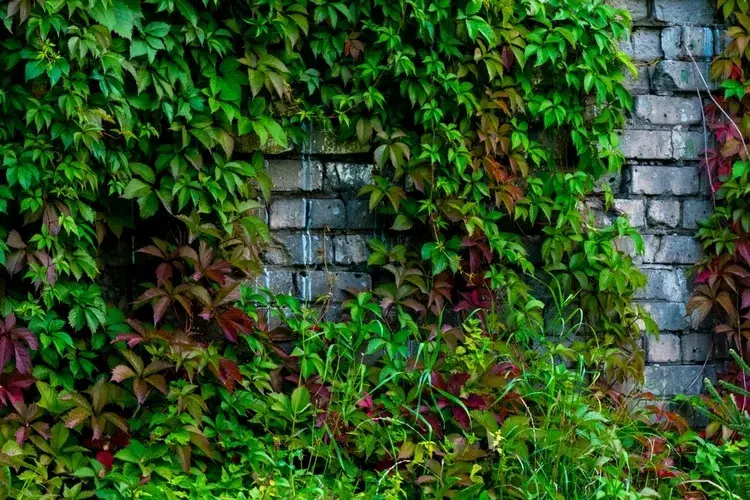 la vigne vierge grimpe au mur pour créer un écran végétal