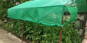 le filet d'ombrage protège les tomates du soleil brûlant