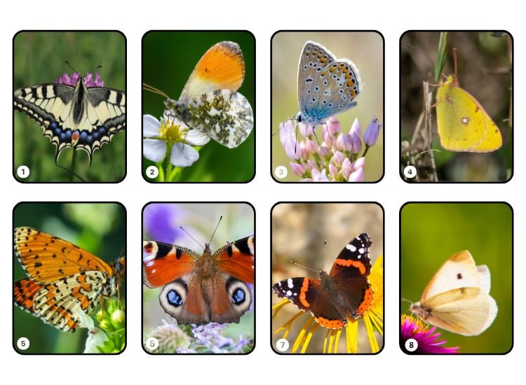 les papillons que vous pouvez trouver dans le jardin