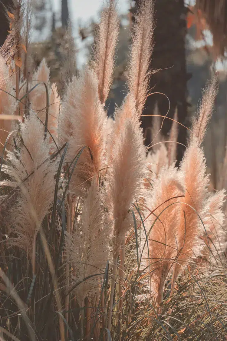 l'herbe de la pampa incarne le mieux le charme bohème