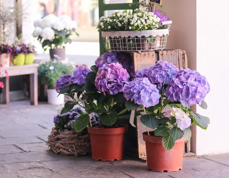 l'hortensia en pot va décorer joliment votre coin boho