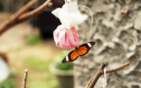 magnifique papillon mangeant du sirop dans un sac à nid