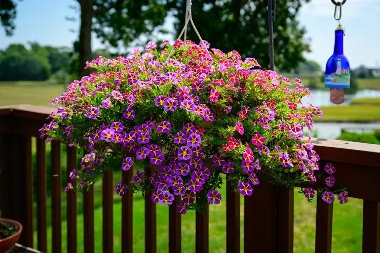 panier suspendu de pétunia sur le balcon de la terrasse