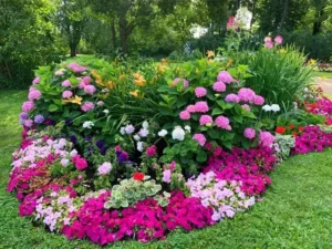 pelargonium, hortensias et autres plantes pour un joli massif