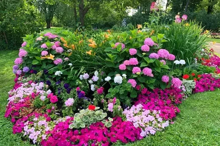 pelargonium, hortensias et autres plantes pour un joli massif