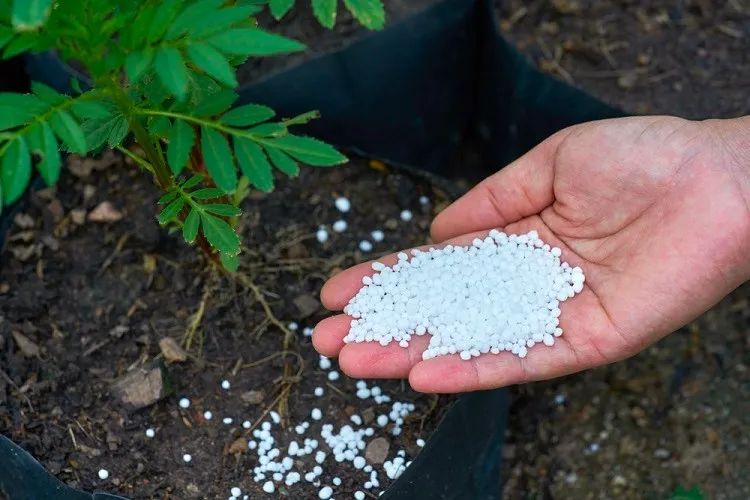 peut on fertilizer les plantes avec de l'ammoniaque