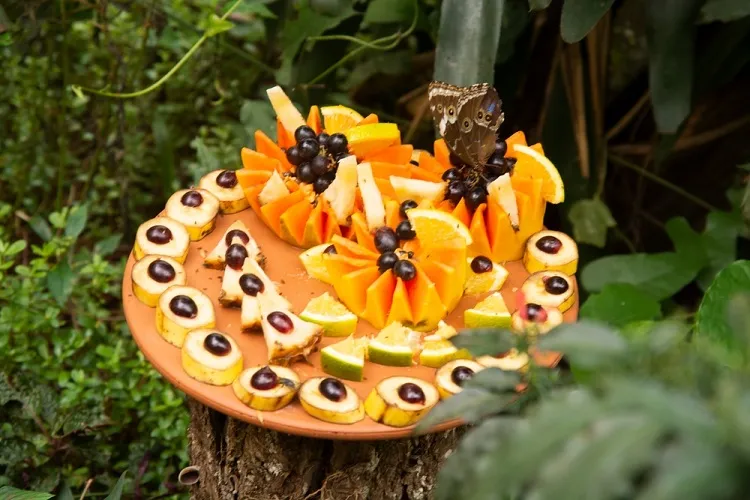 plateau de fruits pour les insectes du jardin