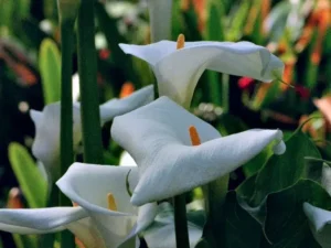 pourquoi les fleurs de l'arum tombent