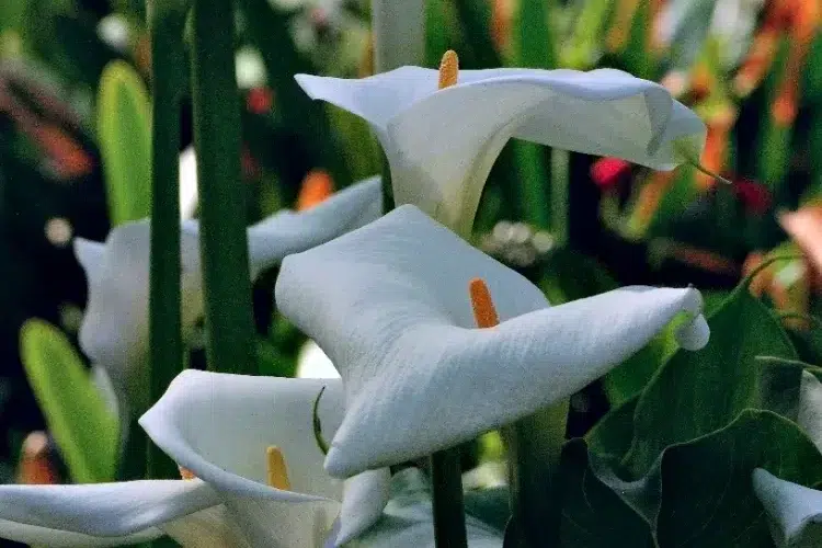 pourquoi les fleurs de l'arum tombent