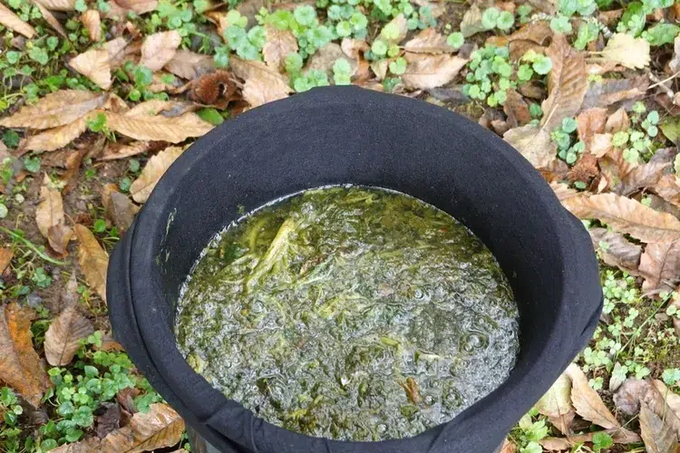 préparer un purin d'ortie pour fertiliser les concombres