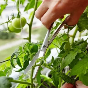 récupérer les feuilles de tomates coupées