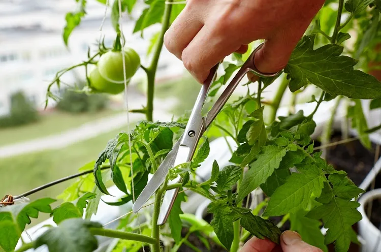 Comment utiliser les feuilles de tomates au jardin