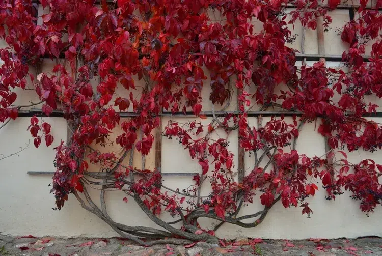 vigne vierge grimpe un mur, beau feuillage flamboyant en automne