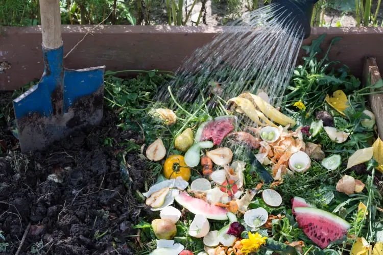 à quelle fréquence arroser le compost en été