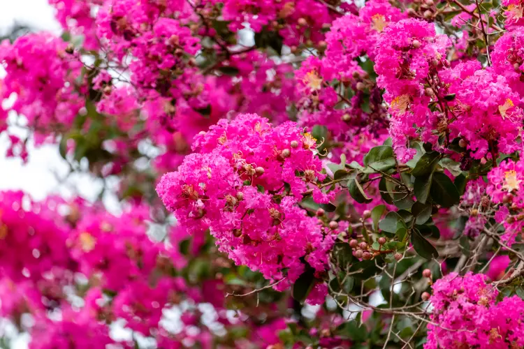 arbuste à associer avec l'hibiscus murilo mazzo shutterstock