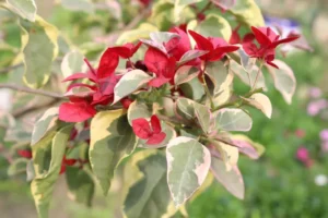 bougainvillier qui perd ses fleurs