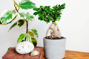 comment entretenir un ficus ginseng comment l'arroser meteoritka shutterstock