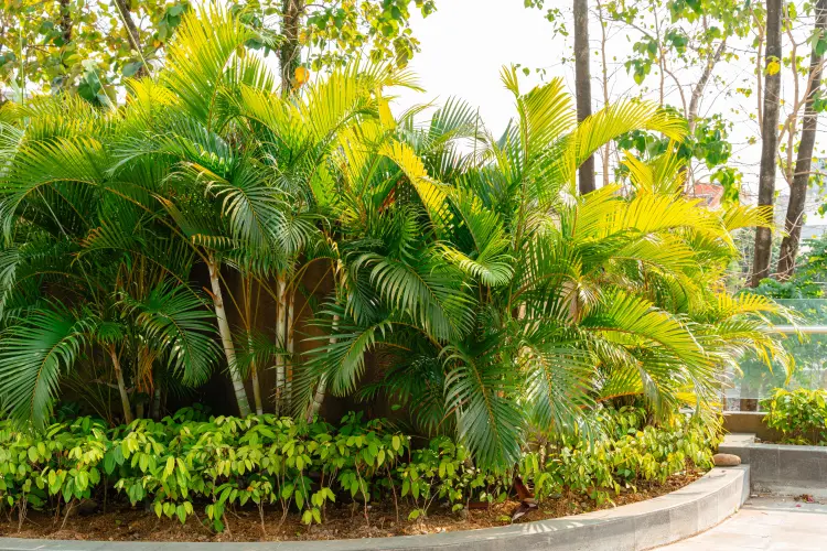 comment entretenir un palmier de jardin 