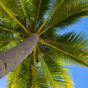 comment entretenir un palmier de jardin pour le garder bien vert olegd shutterstock