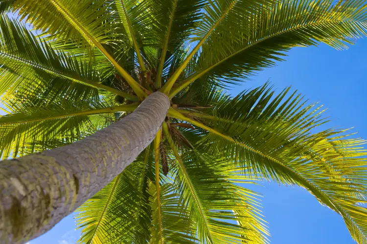 comment entretenir un palmier de jardin pour le garder bien vert olegd shutterstock