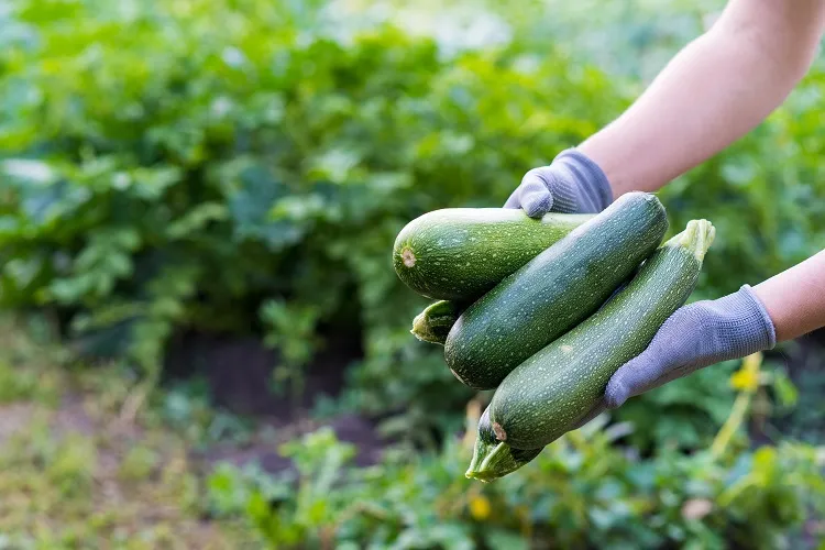 comment faire pour que les courgettes grossissent plantation pollinisation fertilisation et taille 