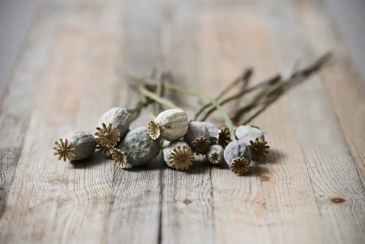 comment faire sécher des coquelicots pour faire des bouquets 