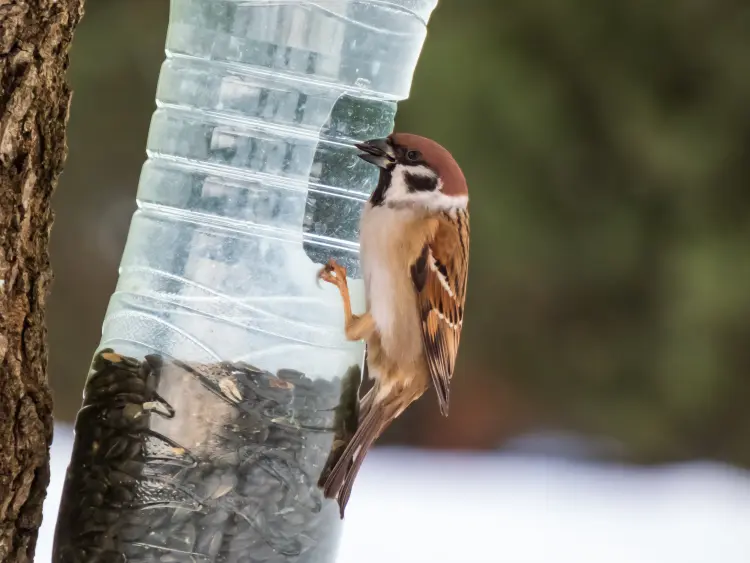 comment faire une mangeoire pour oiseaux avec une bouteille de plastique kristine rad shutterstock