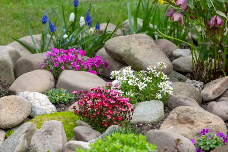 comment planter des fleurs de rocaille jardin