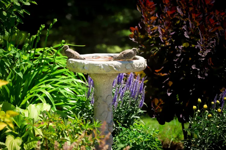 comment poser un bain d'oiseaux dans le jardin 