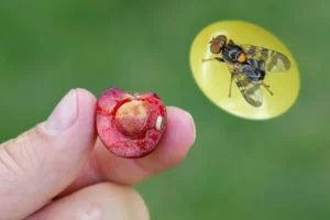 comment se débarrasser de la mouche de la cerise naturellement
