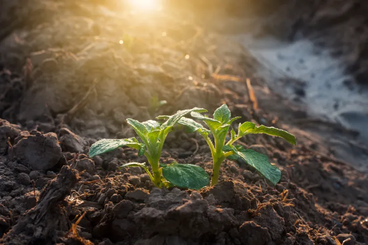 comment semer et planter des pommes de terre en été pour obtenir une deuxième récolte