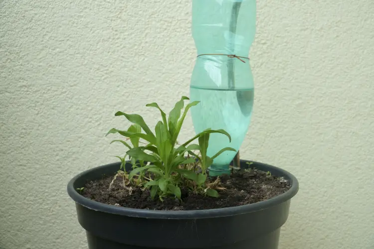 comment utiliser une bouteille de plastique dans le jardin 