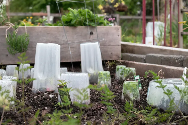 comment utiliser une bouteille de plastique dans le jardin comme cloche pour plantes 