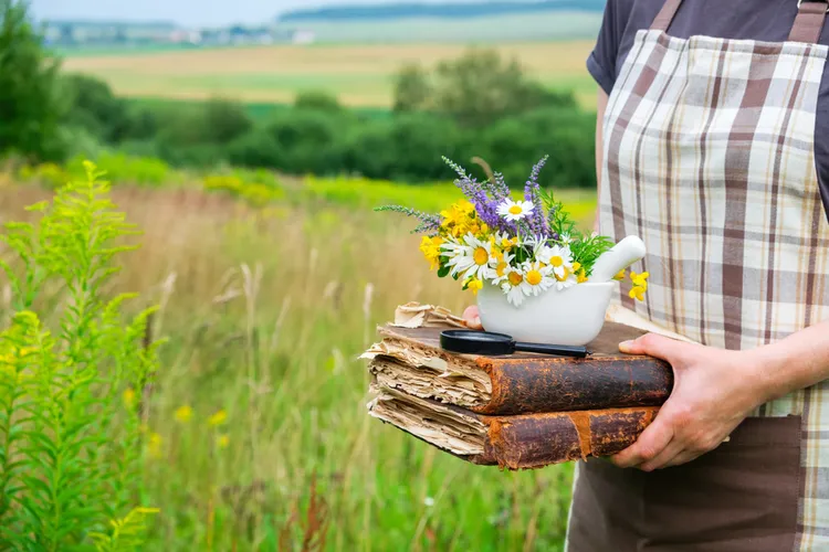 cueillir plantes médicinales le 24 juin