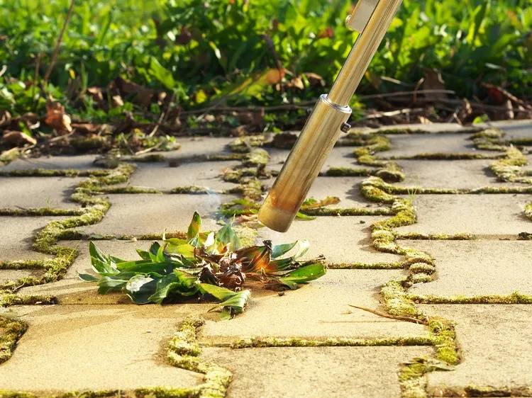 désherbeur thermique pour un jardin sans mauvaises herbes