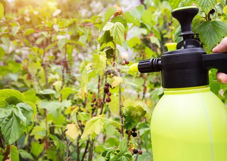 engrais liquide pour les plantes