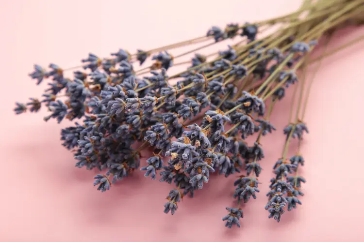 faire sécher de la lavande pour faire des bouquets 