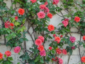 fixer un rosier sur un mur