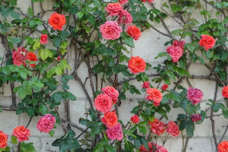 fixer un rosier sur un mur